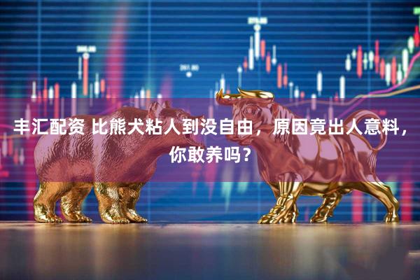 丰汇配资 比熊犬粘人到没自由，原因竟出人意料，你敢养吗？